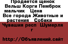 Продается щенок Вельш Корги Пемброк мальчик › Цена ­ 65 000 - Все города Животные и растения » Собаки   . Чувашия респ.,Шумерля г.